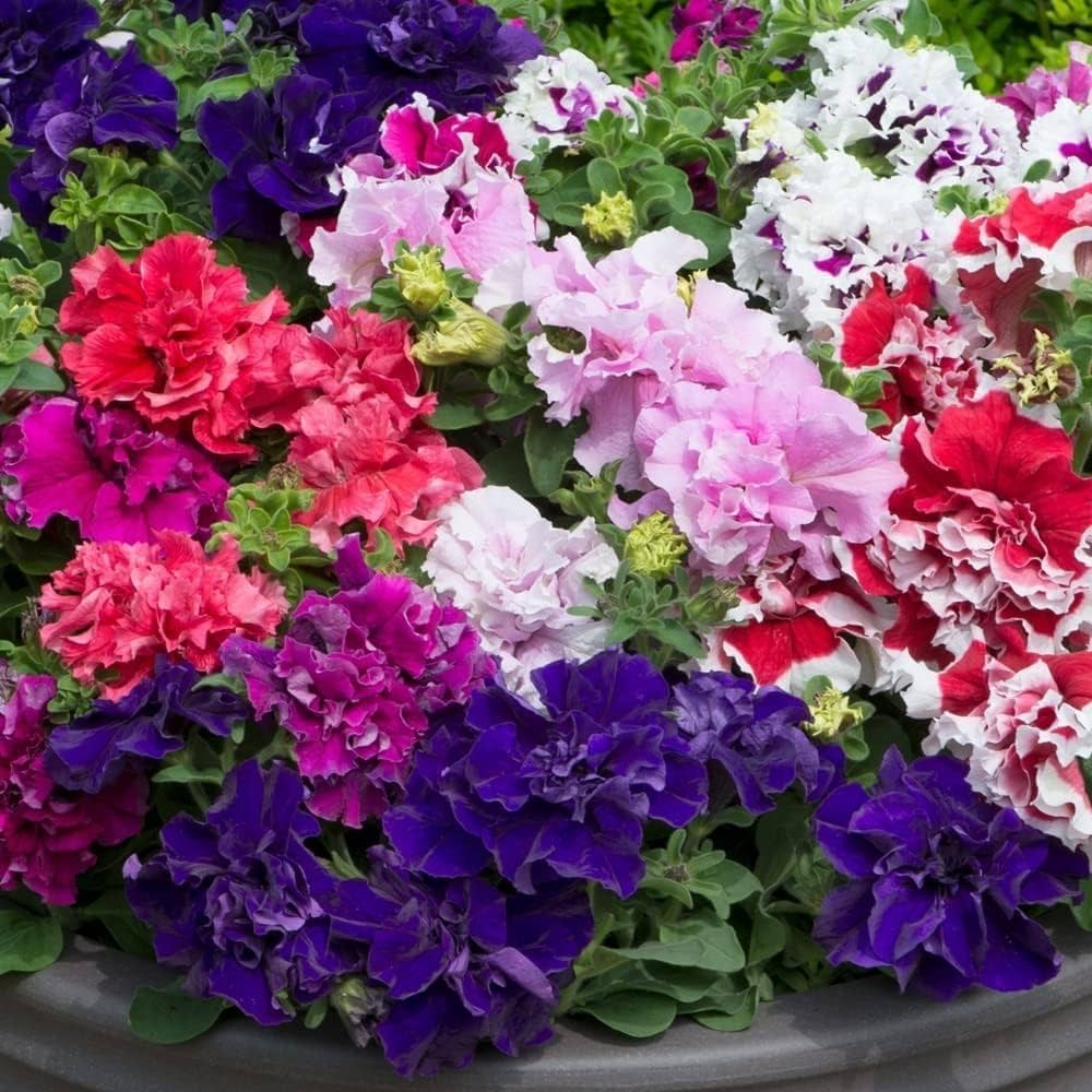 Multi-flowered double-petal petunia mixed color seeds for planting