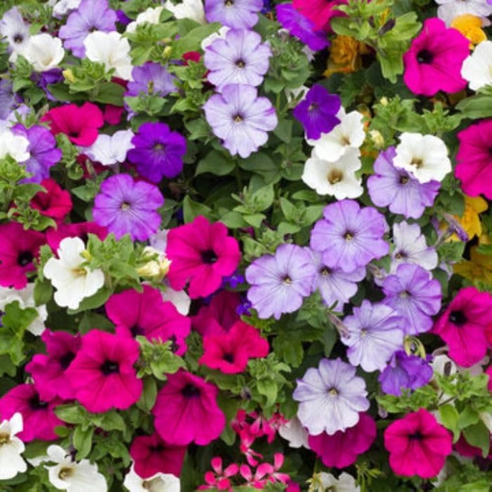 Double-petal petunia seeds sprouting young plants