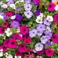 Double-petal petunia seeds sprouting young plants