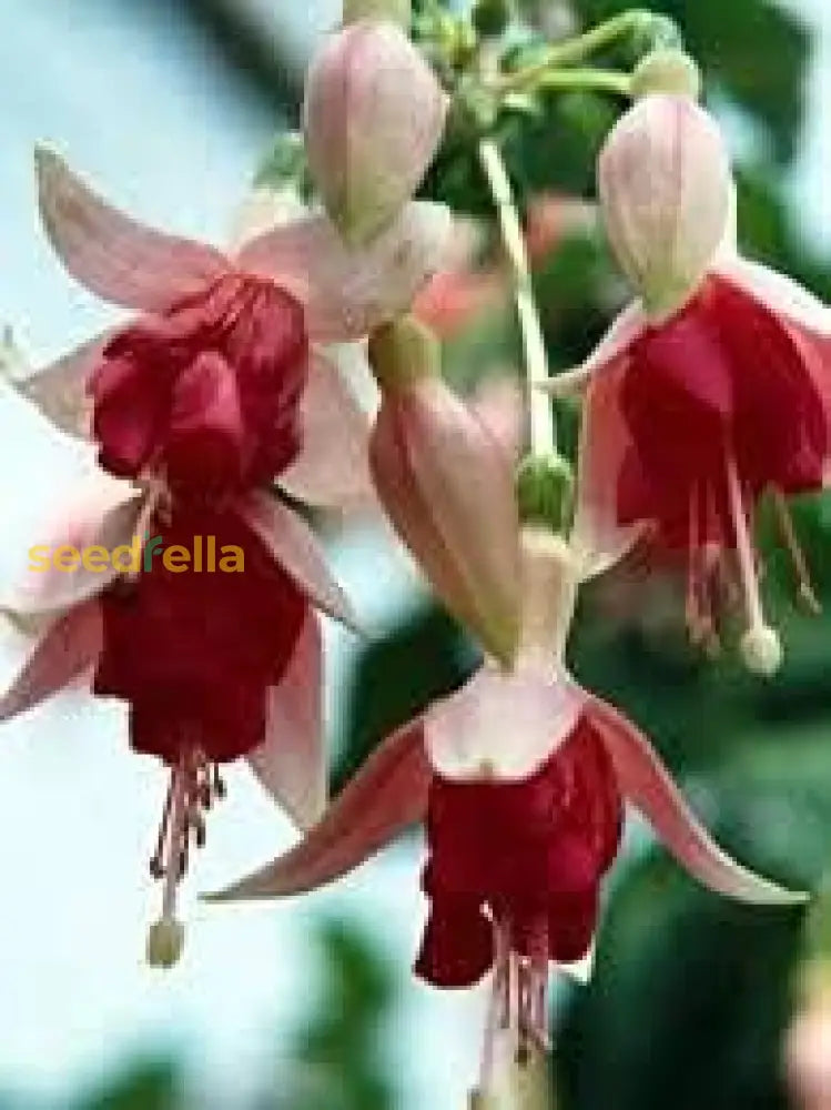 Double Petals Fuchsia Seeds For Planting | Cream Red Flower Vibrant Gardens