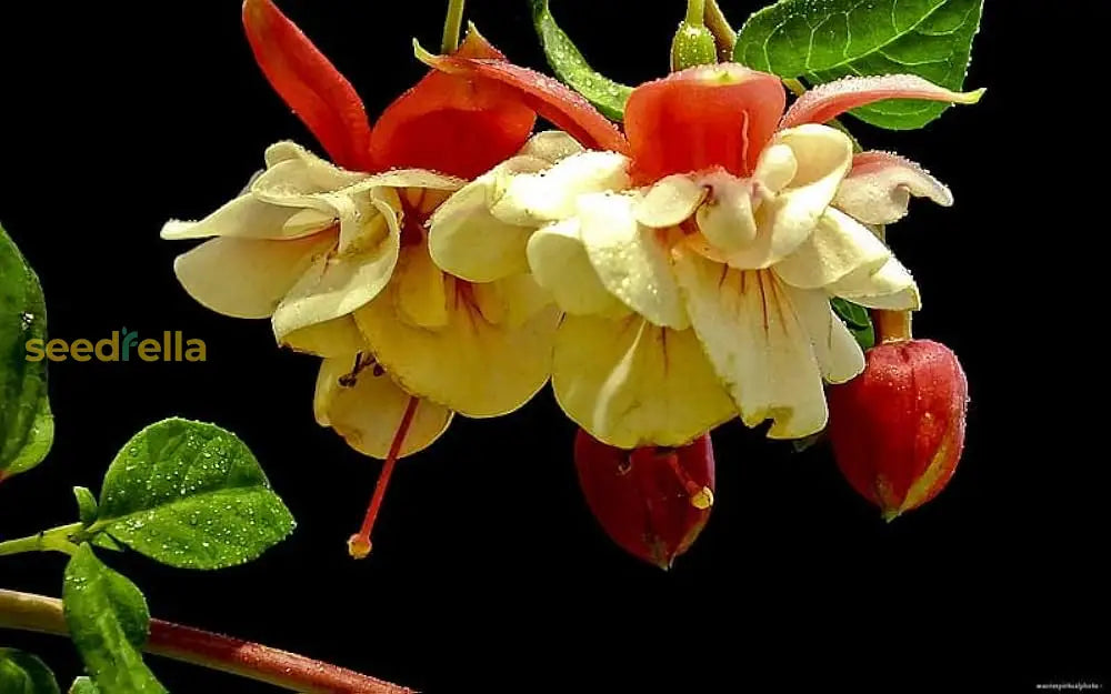Double Petals Fuchsia Seeds - Yellow Red Blooms For Planting Flower