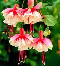 Double Petals Fuchsia Seeds - Yellow Red Blooms For Planting Flower