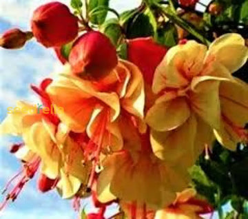 Double Petals Fuchsia Seeds - Yellow Red Blooms For Planting Flower