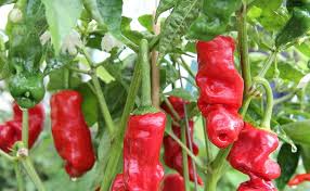 Hot Peter Pepper Vegetable Seeds for Garden Planting