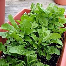 Rocket Plant Vegetable Seeds for Gardening & Planting