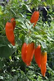 Orange Green Amarillo Chili Seeds for Planting