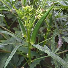 Orka Vegetable Seeds for Planting