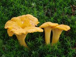 Girolle Mushroom Seeds for Planting  Premium Vegetable Seeds