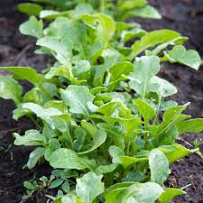 Rocket Plant Vegetable Seeds for Gardening & Planting
