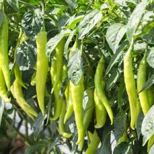 Light Green Pepper Seeds for Planting