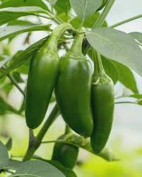 Jalapeno Pepper Seeds for Vegetable Planting