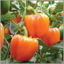Orange Bell Pepper Vegetable Seeds for Planting - Year-Round Growth
