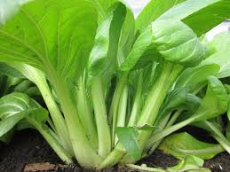 Green Komatsuna Vegetable Seeds for Easy Planting