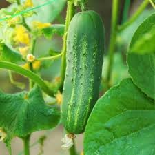 Cucumber Planting Seeds Perfect for Home Gardening