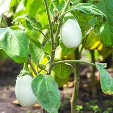 Green White Eggplant Seeds for Vegetable Planting