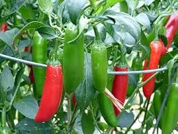 Mixed Serrano Chili Seeds for Home Gardening