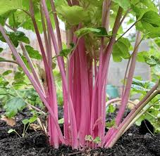 Pink Plume Celery Vegetable Seeds for Planting