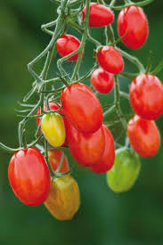 Grape Tomato Seeds - Delicious Vegetable Seeds for Your Garden