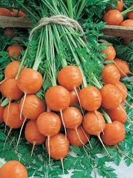 Parisian Carrot Daucus carota Seeds for Planting kitchen garden raised bed