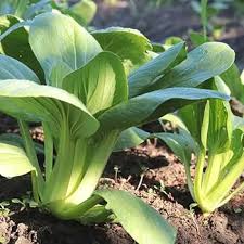 Green Shanghai Vegetable Seeds for Planting