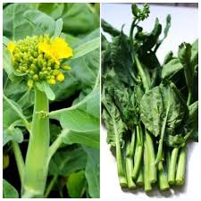 Green Yu Choy Sum Seeds for Planting - Premium Vegetable Seeds