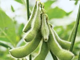 Green Soybean Vegetable Seeds  Perfect for Home Planting