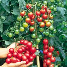 Red Bell Tomato Vegetable Seeds  Perfect for Home Growing