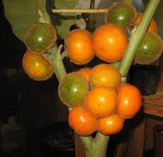 Orange Naranjilla Lulo Seeds for Planting Grow Exotic Tropical Fruit at Home