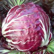 Red & White Radicchio Vegetable Seeds for Planting