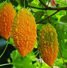 Orange Bitter Gourd Vegetable Planting Seeds for Your Garden
