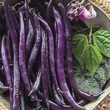 Purple Bean Vegetable Seeds for Planting