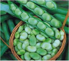 White Dixie Butter Vegetable Seeds for Planting