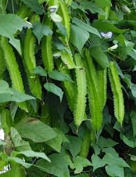 Green Winged Bean Seeds for Easy Planting