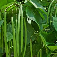 Green Catalpa Bignonioides Seeds for Planting