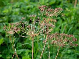Brown Dill Seeds for Planting - Premium Dill Grain Plant Seeds