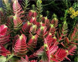 Red Pagoda Flower seeds for Planting - Seasonal Bloomer, Heirloom & GMO Free Seeds for Home Garden
 
 Sale seeds for home garden