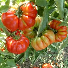 Red Sicilian Togetta Vegetable Seeds - Planting Guide