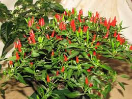 Chile Pepper Planting Seeds for Vegetable Gardens