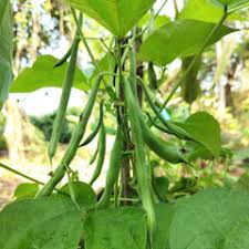 Green Tepary Bean Planting Seeds - Vegetable Garden Seeds