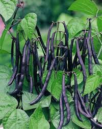 Burgundy Bean Seeds for Vegetable Planting