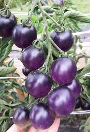 Blue Tomato Vegetable Seeds for Garden Planting
