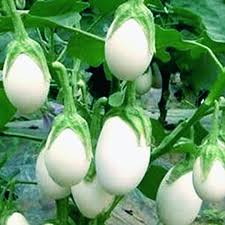 White Eggplant Seeds for Vegetable Planting