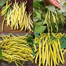 Heirloom Yellow Wax Bean Seeds for Planting  Grow Delicious Beans