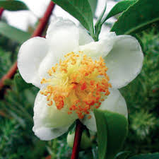 Tea Plant (Black & Green Drinking Tea) Camellia Sinensis Evergreen Tree Shrub Flower Seeds