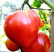 Pink Oxheart Tomato Seeds for Planting