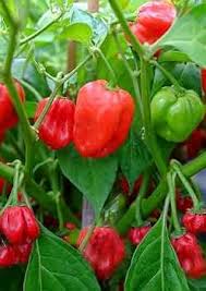 Red Bonnet Vegetable Seeds for Easy Planting