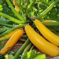 Yellow Crookneck Vegetable Seeds  Perfect for Planting