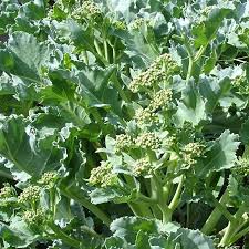 Sea Kale Vegetable Seeds for Planting