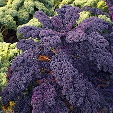 Purple Scarlet Kale Vegetable Seeds for Easy Planting