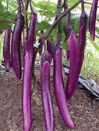 Planting Seeds: Aubergine Vegetable Collection